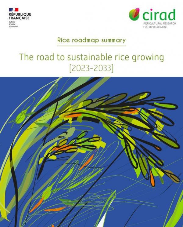 couverture feuille de route riz